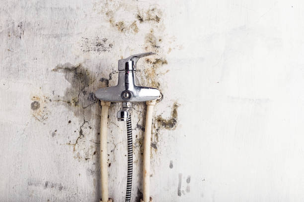 Certified Mold Removal in Forrest City, AR