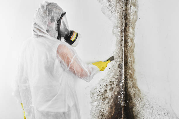 Certified Mold Removal in Forrest City, AR