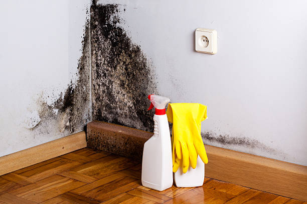 Best Residential Mold Removal  in Forrest City, AR