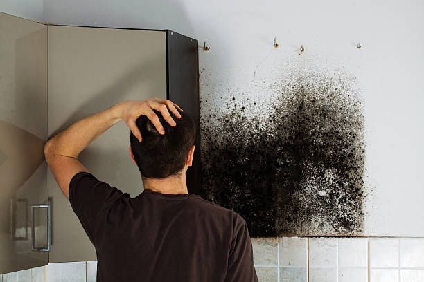 Best Home Mold Removal  in Forrest City, AR