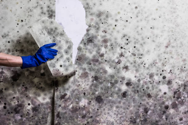 Best Mold Cleaning Services  in Forrest City, AR
