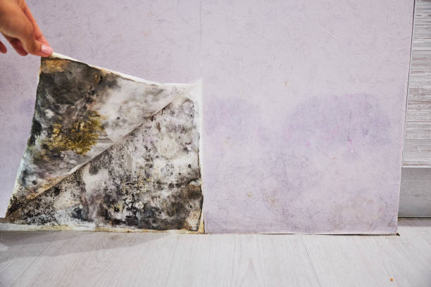 Best Mold Removal Company Near Me  in Forrest City, AR
